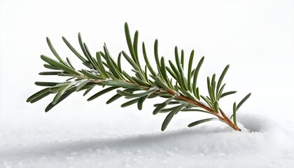Fresh rosemary sprig on snowy landscape nature photography winter calm environment