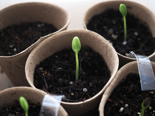 Watermelon sprouts in an eco friendly paper pots. Gardening and green projects.