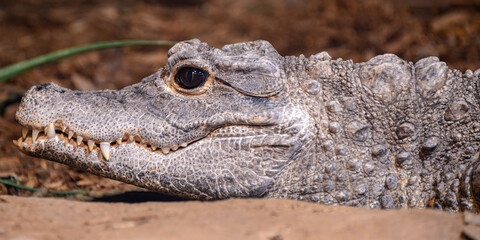 West African Dwarf Crocodile