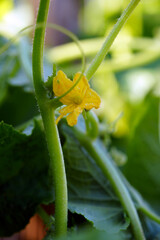 cucumber flower