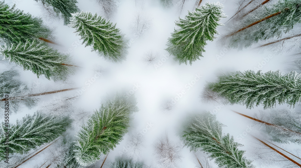 Poster winter forest aerial view with snow covered trees and mist creating serene atmosphere