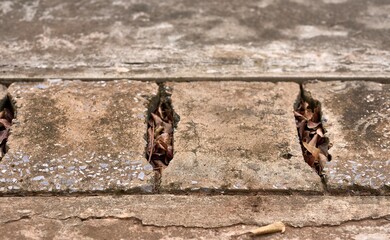 Clogged drainage grate on concrete sidewalk filled with dry leaves
