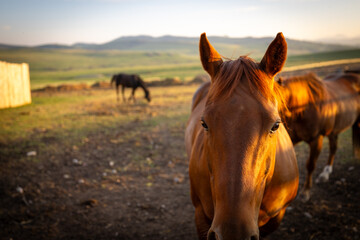 Longview, Alberta - June 8, 2025: Horses and cattle on the Tongue Creek Ranch at sunset
