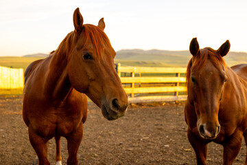 Longview, Alberta - June 8, 2025: Horses and cattle on the Tongue Creek Ranch at sunset
