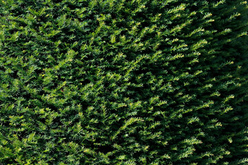 green yew branches close up

