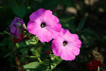 flowers pink petunias close up

