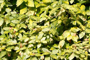 Viburnum Gordovina leaves close up

