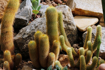 beautiful cacti in the greenhouse

