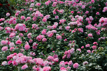 pink rose bushes in the garden