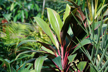 decorative garden plant cordyline close-up

