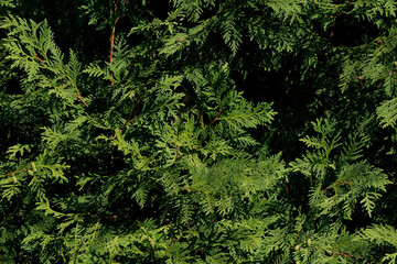 green branches of thuja close up

