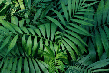 tropical background green leaves chamedorea

