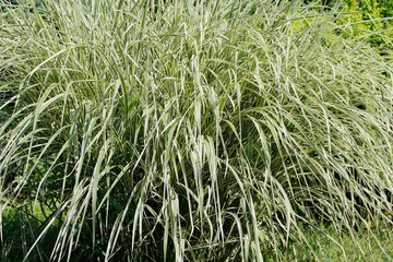 white green leaves miscanthus close up

