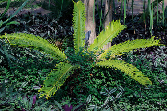 decorative plant cycas in the garden

