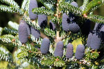 кorean fir branches with cones