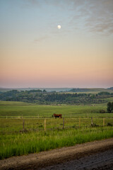 Longview, Alberta - June 8, 2025: Horses and cattle on the Tongue Creek Ranch at sunset 