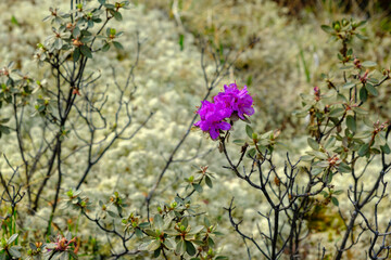 Flowering bushes of rhododendron or ledum. Natural floral background, shallow depth of field