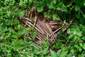 Dry coconut leaf overtaken by lush green weeds in natural setting