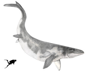 古代の海棲爬虫類プログナトドンの想像図。現認の最大の頭骨は1.4メートル。強靭なあごと歯を持つモササウルスの仲間。上顎の歯の前にくちばし(吻部）が確認されておらず、画像ではその点を考慮した。巨体であるが、他の海棲爬虫類に比して完全な骨格が発見されていない。白亜紀後期の終わりごろまで生息したと推定されている。 © Mineo