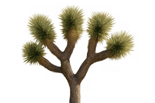 Realistic 3d rendering of a joshua tree, isolated on a transparent background, showcasing its unique branching structure and spiky leaves