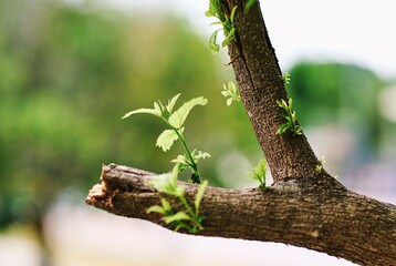 New sprout emerging from cut tree branch