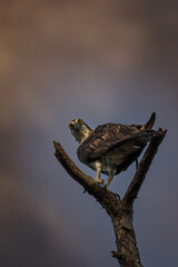 A lone osprey perched on a bare branch against a moody, storm-lit sky. Its piercing gaze and...