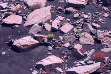 Volcanic lava and flowers on the slopes of Mount Etna, Italy, Sicily