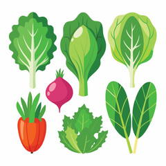 six salad greens vegetable separately set  isolated  on white background
