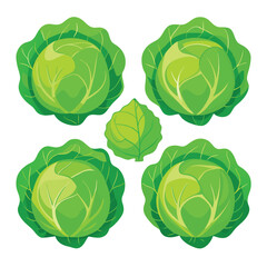 six savoy cabbage vegetable separately set  isolated  on white background