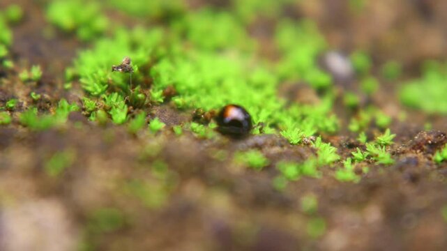 Kumbang tutul (Sticholotis punctata) move in pairs across green foliage, feeding on soft-bodied insects and mildew in their natural tropical habitat.