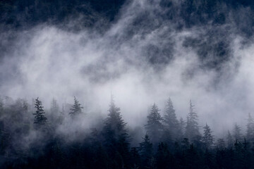 Morning Mist in a pine forest