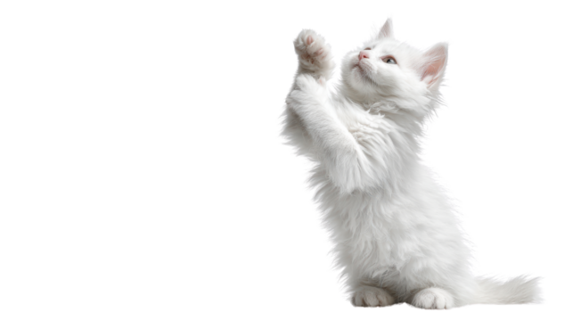 A fluffy white kitten playfully reaching up, isolated on a white background.