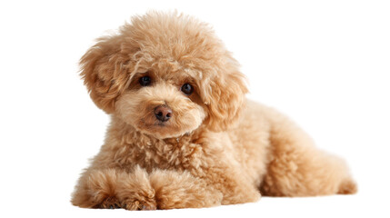 Cute fluffy dog with curly fur, looking directly at the camera on a white isolate background.