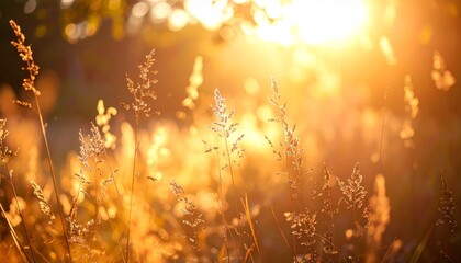 Fototapeta premium Golden sunrise over a tranquil meadow, breathtaking landscape of nature's beauty