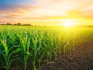 Gordijnen sunset over cornfield, green plants, warm light, vibrant colors, summer landscape © lareyna