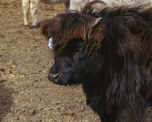 Fototapeta premium Young dark haired bovine with windswept coat