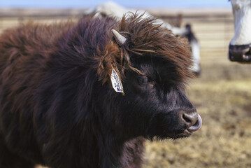 Fototapeta premium Dark coated calf with fluffy fur in the barnyard