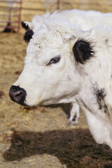 White cow with soft coat in daylight