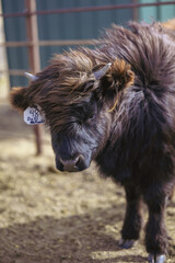 Dark coated calf with fluffy fur in the barnyard