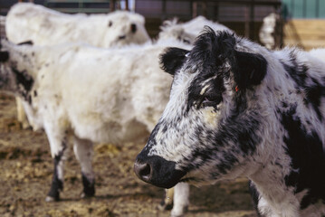 Spotted Cow in Rural Livestock Pen