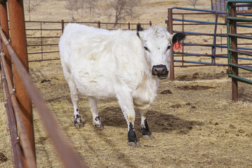  White cow with black ear standing on dry ground