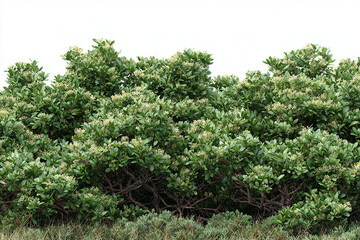 Dense green flowering shrubs with woody branches and clustered foliage isolated on white background, natural landscaping or garden plant