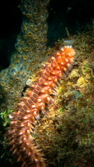 Bearded Fireworm on Caribbean Reef