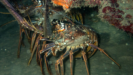 Caribbean Spiny Lobsters in Hiding