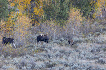 Male, female, and young moose in a field