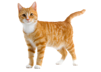 Adventurous standing red ginger cat with striking fur and inquisitive eyes on a transparent background in high-quality PNG format.