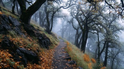 Fototapeta premium Misty Forest Path In Autumn