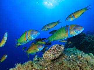 A group of brightly colored fish swim above the reef in very clear water.