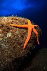 An orange starfish perches on a reef rock with the blue behind it.