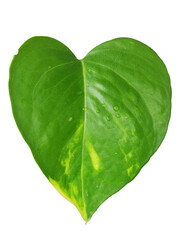 Obraz premium green leaf with water drops .money plant